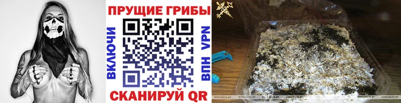 Псилоцибиновые грибы GOLDEN TEACHER  Сокол 